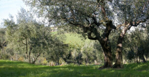 ulivo