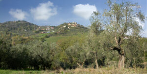 ulivo
