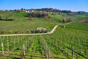 romagna-grechetto
