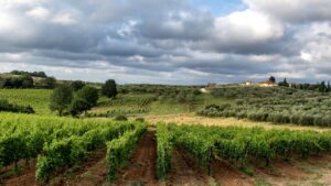 romagna-grechetto